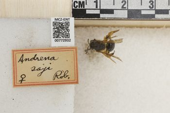 Media type: image;   Entomology 772932 Aspect: Labels